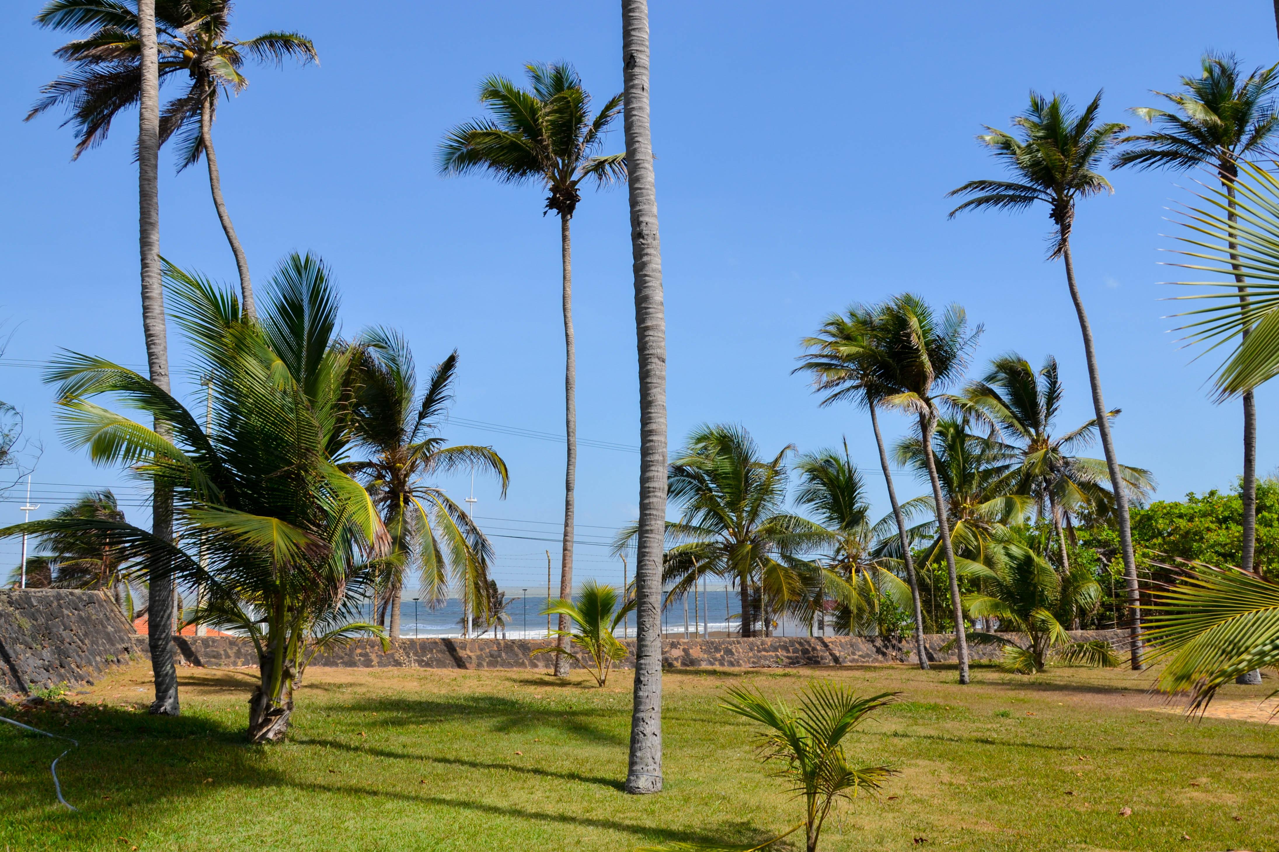 Hotel Blue Tree Towers Sao Luis Esterno foto Palm trees in the park